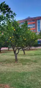 Lonicera Resort & Spa - Ultra All Inclusive - 39