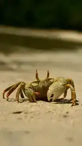 Constance Ephelia, Mahe - 27