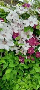 Ulovo Recreation Center - 78