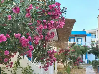 Salinas Bodrum - 29