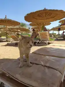 Seagull Beach Resort - Families and Couples Only - 32