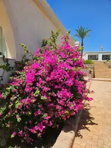 Club Reef Resort & Spa - 49