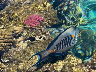 Sultan Gardens Resort - 10