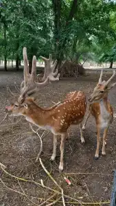 Nadezhda Park-Hotel - 29