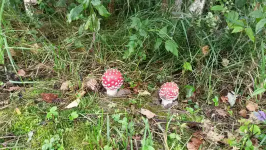 Prohovskoe Podvorie Tourist base - 51