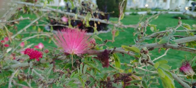 JAZ Royal Palmariva - 70