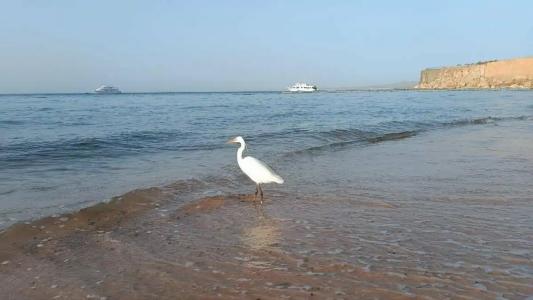 Sentido Reef Oasis Aqua Park Resort - 23