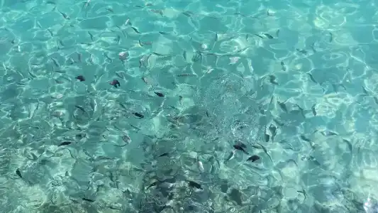 Pickalbatros Aqua Vista Resort - - 29