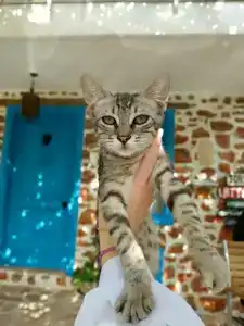 Lemon Villa - Adult Only - 12