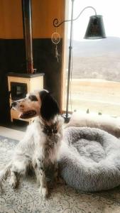 Shepot trav - 62
