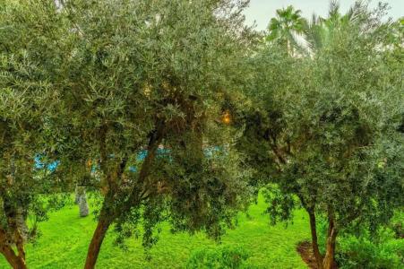 Le Meridien N'fis - 52