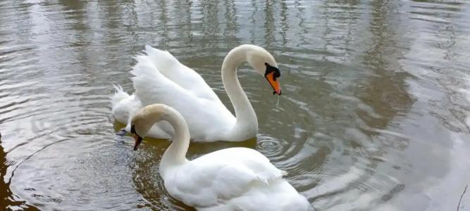 V Nekotorom Tsarstve - 48