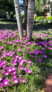 Fun&Sun Smart Hane Sun - 29