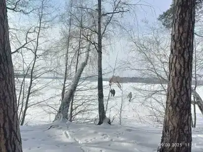 Уральские Зори - 80
