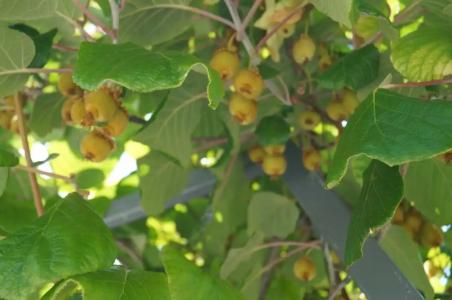 Sibiryachka - 49