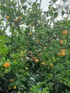 Camyuva Beach - 28