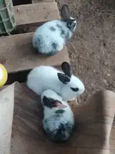 Prenses Sealine Beach - 26