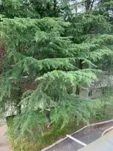 Санаторий Лазаревское - 5