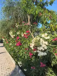 Linda Sunny Beach & Spa-Ultra All Inclusive - 33