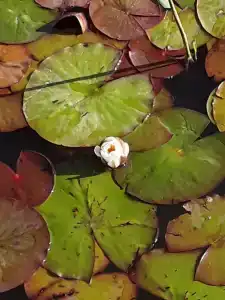 Tihiy Prichal Tourist base - 87