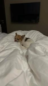 Solo Sokos Vasilievsky - 35