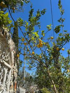 Lemon Villa - Adult Only - 26