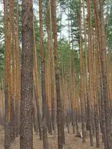 Березка - 2