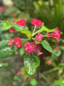 Berjaya Beau Vallon Bay Resort & Casino - 29