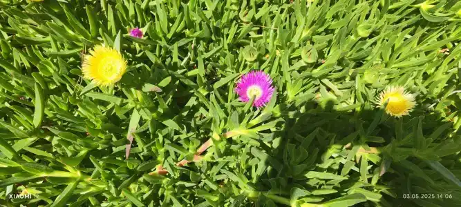 Nirvana Mediterranean Excellence - Ultra All Inclusive - 18