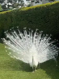 Ciragan Palace Kempinski Istanbul - 37