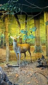 Complex Kamenyuky - 99