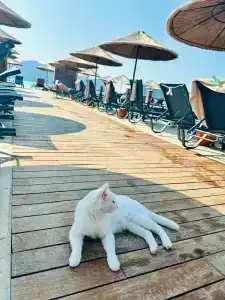 Grand Yazici Club Turban Termal - 38