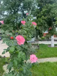 Romashka - 10