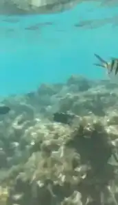 Sunrise Alma Bay Resort - 73