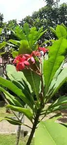 Sun Siyam Pasikudah - 20