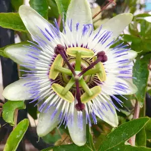 Amore Teki̇Rova - 38