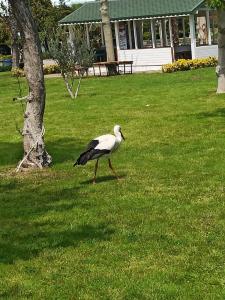 Le Jardin Resort Holiday Village - 59