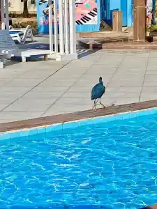 Pharaoh Azur Resort - 31