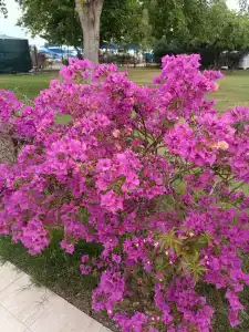 Daima Biz - Dolusu Aquapark Access - 41