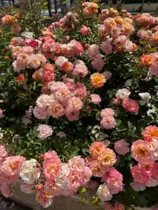 Club Side Coast - 32