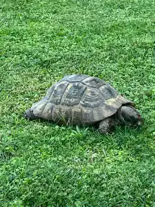 Limak Arcadia Sport Resort Belek - 14