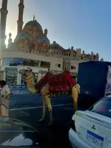 Falcon Naama Star - 4