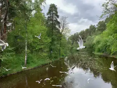 Chernichnyi Bereg - 10