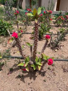 Parrotel Beach Resort - 47