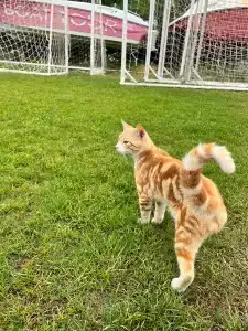 Belconti Resort - All Inclusive - 50