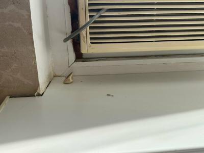 Complex Izumrud - 49