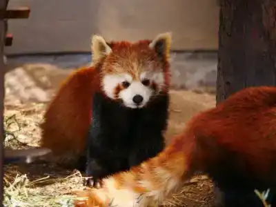 Wing International Asahikawa Ekimae - 13