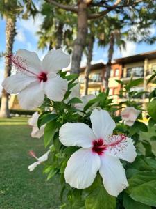 Justiniano Club Park Conti - 22