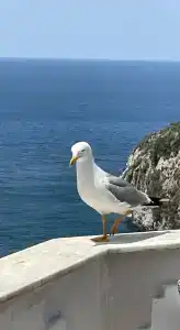 Ladonias Adakule	 - 33