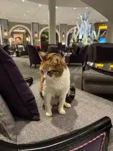 Conrad Bosphorus - 27